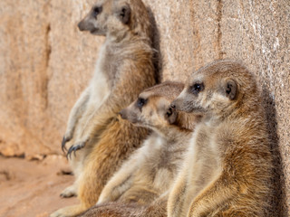 Obraz premium funny meerkats in the sun