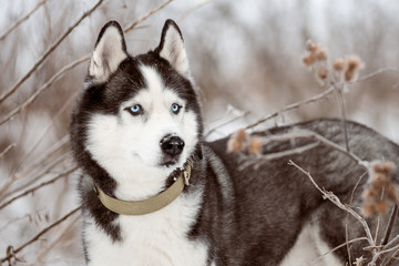 Portrait of Siberian Husky black and white colour with blue eyes outdoors in winter. A pedigreed purebred dog