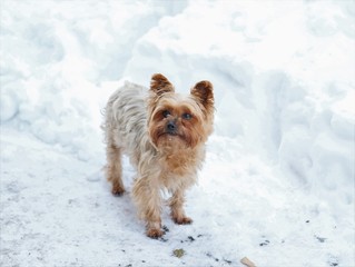 dog in snow