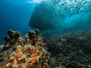Seascape of coral reef in the Caribbean Sea around Curacao with Bait Ball