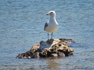 seagull on the beach