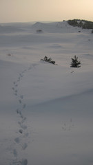 Sand dunes under the snow with footprints. Curonian Spit Kaliningrad Region.