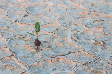 The ground is dry until it causes the disintegration of the ground. And a small tree is growing from the fissure Caused by global warming Used as an illustration