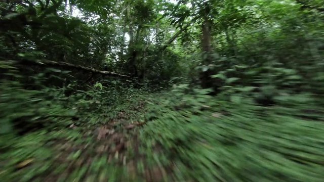 First person view of a mysterious creature running through the jungle