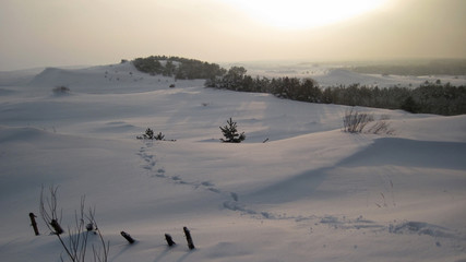 Sand dunes under the snow with footprints. Curonian Spit Kaliningrad Region.