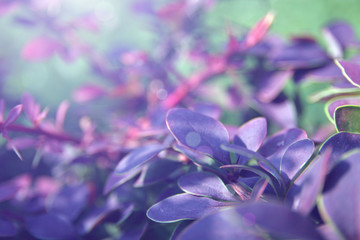 Fototapeta na wymiar Macro photo of garden plants in purple colors.