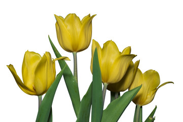Yellow tulip isolated on the white background.