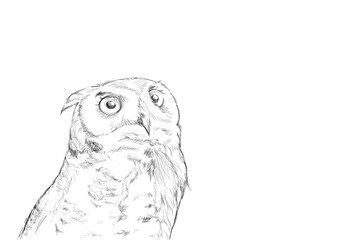 Owl hand-drawn pattern, pencil from computer