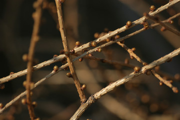 Background of dry brown branches. Macro.