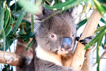 Fototapeta premium Free Koalas in Kangaroo Island on a sunny morning