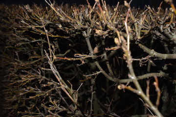 Bush on the street in the cold