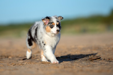 beautiful merle australian shepherd puppy walks on the beach