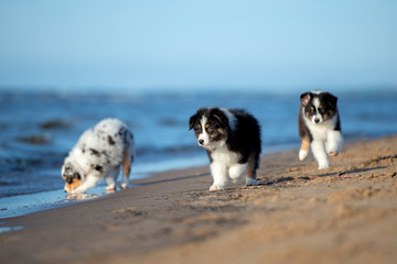 three australian shepherd puppies on the beach in summer