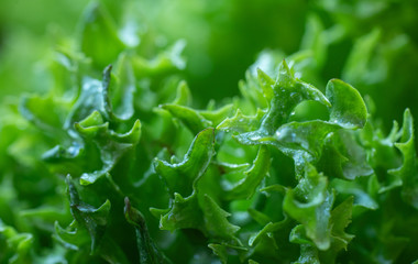 Green salad, close up. Macro. Still life