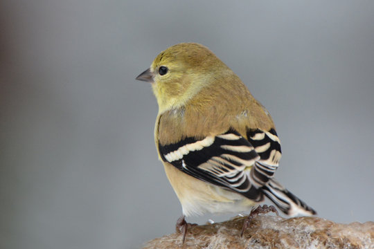 American Gold Finch