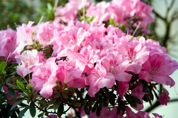 Flowers bloom azaleas, pink rhododendron buds on green background, spring backdrop