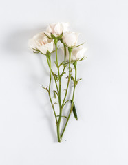 Fototapeta na wymiar individual flower elements on white background