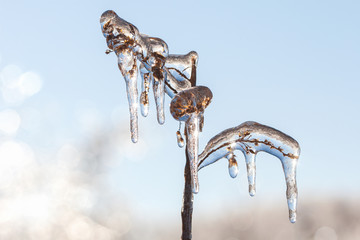 closeup of icicles on a plant in winter after an ice storm