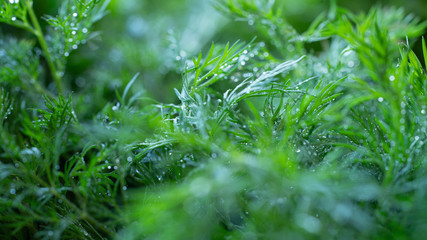 Dill leaves, close-up. Still life. Macro