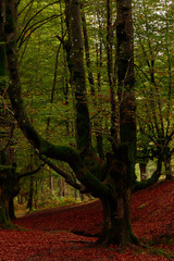 Fototapeta premium landscape in the forest of otzarreta in autumn