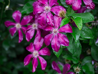 flowers of clematis garden