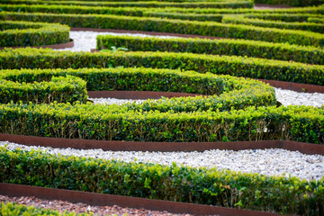 Boxwood ornamental garden. Green bushes labyrinth, hedge maze.