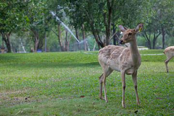 A deer stands on the grass in a park. Thailand.