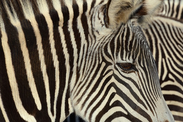 Fototapeta na wymiar Close up of zebra