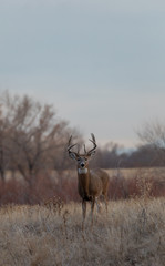 Whitetail deer Buck in Colorado in Fall