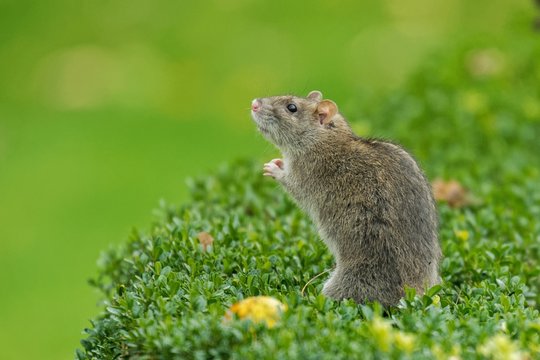 Close-up side view of a rat in on a boxwood hedge in a garden