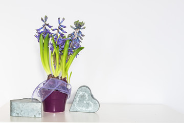 Valentine's Day. Purple hyacinth, a sign of spring, flower in a pot and two hearts on a white background.
