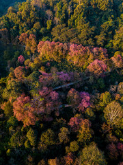 Aerial view of Thai cherry blossom in North of Country, Khun Chang Khian (Chiang Mai)