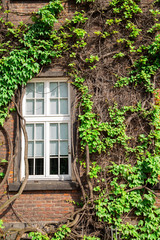 Fototapeta na wymiar Window and green ivy vine plants wall