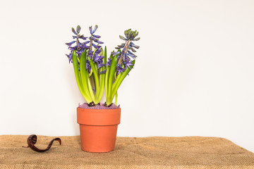 Purple hyacinth flower in terracotta pot on the natural background.