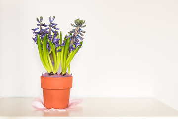 Purple hyacinth flower in terracotta pot on the white background.