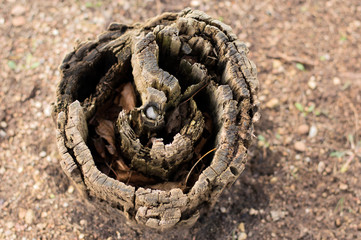 old stump dining with insects in a dry forest.