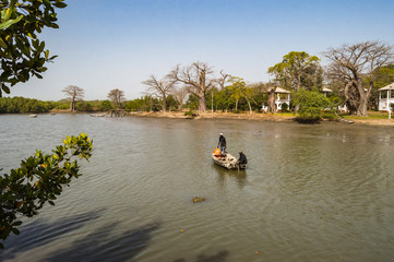 Gambia Mangroves.Traditional long boats.