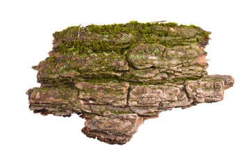 tree bark isolated on white background
