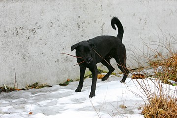 Black dog head with brown pity eyes, close-up