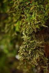 moss on a tree trunk