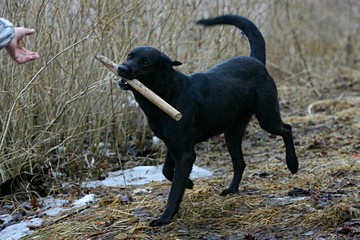 Black dog running and playing with a wooden stick
