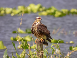 Snail Kite
