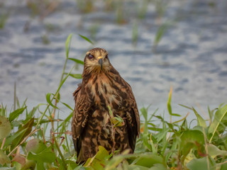 Snail Kite