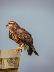 Snail Kite