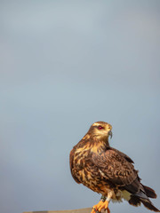 Snail Kite