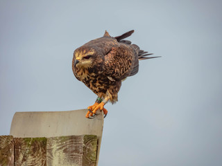 Snail Kite