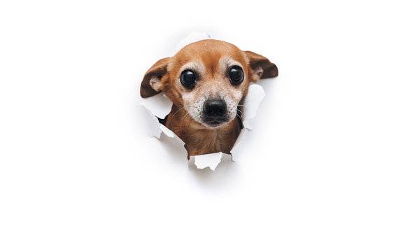 Funny bug-eyed muzzle. The head of old dog through a hole on a white torn paper background. Russian Toy Terrier. Horizontal studio image, copy space, isolated. Concept of spy, curiosity and snoop.
