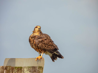 Snail Kite
