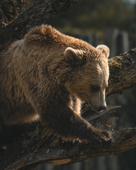 Obraz premium Grizzly playing 2