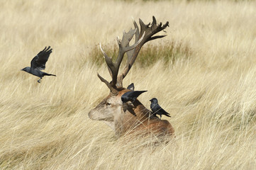 Red Deer stag